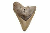 Serrated, 5.10" Fossil Megalodon Tooth - North Carolina - #201942-1